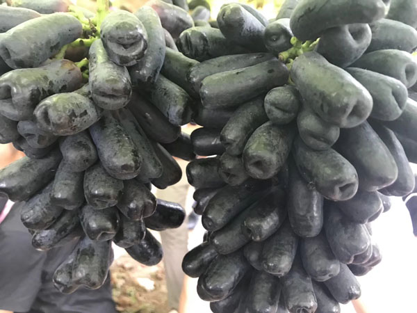 甜蜜藍(lán)寶石葡萄苗